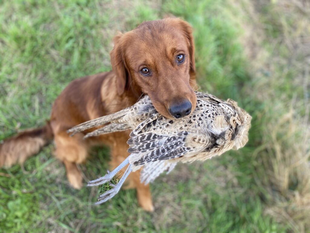 Countryways working gun dog